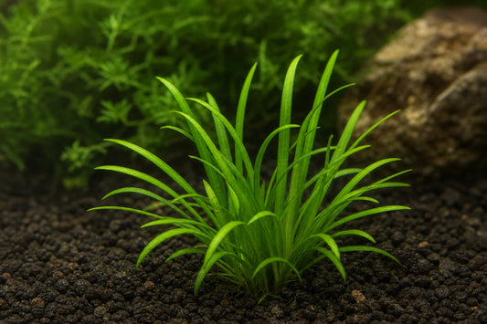 Echinodorus tenellus
