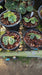 Elatostema sp.