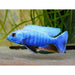 Electric Blue Cichlid 4