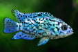 Electric Blue Jack Dempsey (EBJD) 2.25inch (Pair)