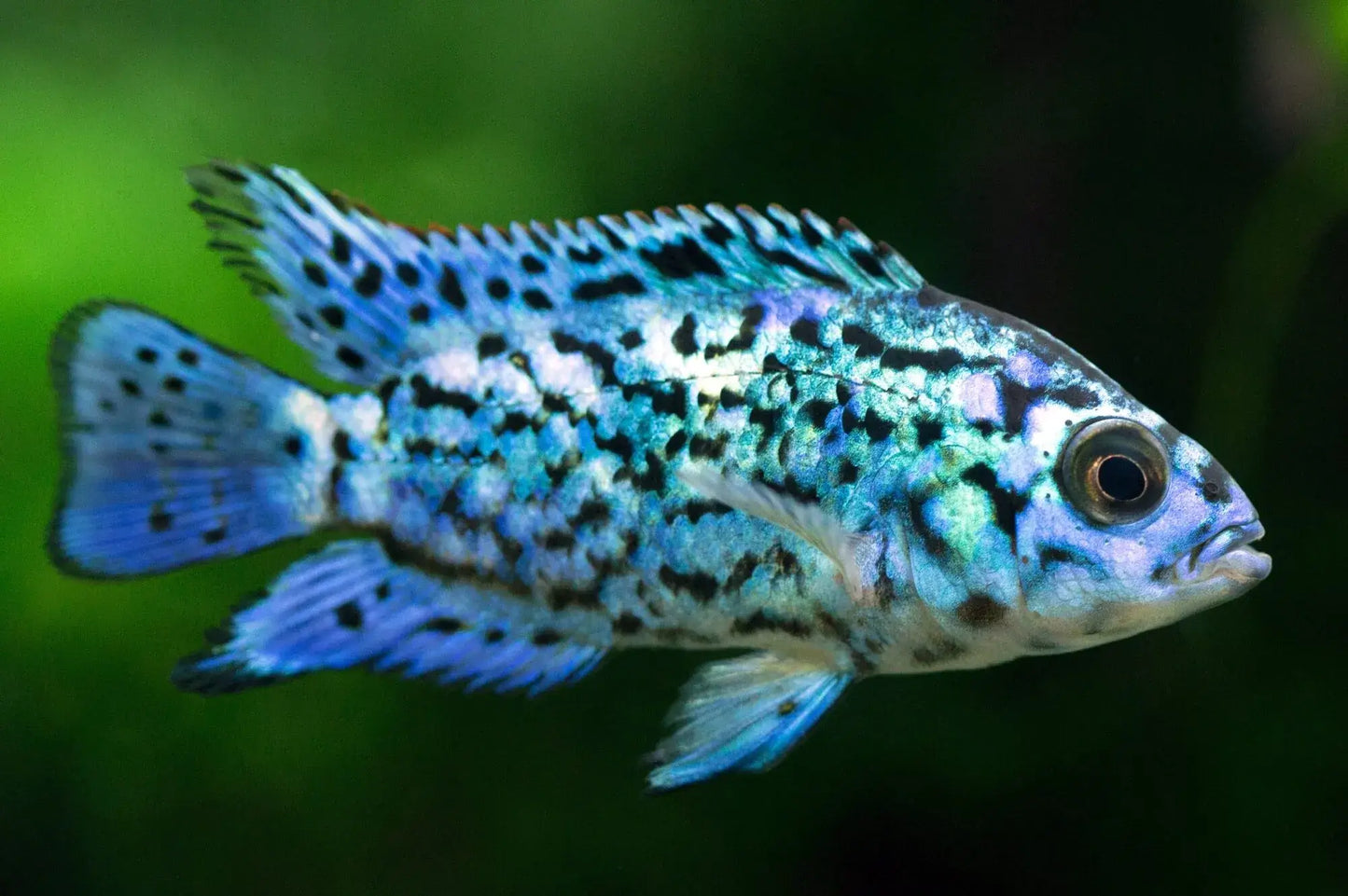 Electric Blue Jack Dempsey (EBJD) 2.25inch (Pair)