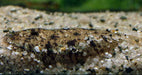 Sole fish 2inch - 4inch