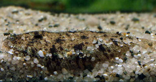 Sole fish 2inch - 4inch