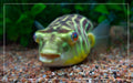 Fahaka Puffer 4inch **Rare**