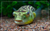 Fahaka Puffer 5inch **Rare**