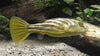 Fahaka Puffer 5inch **Rare**