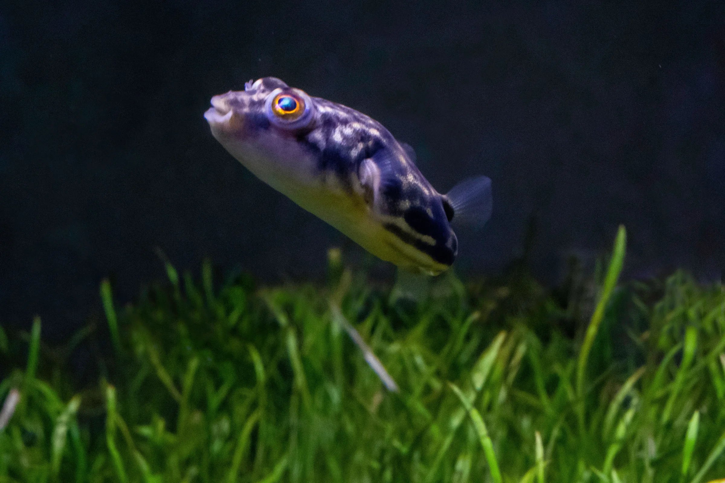 Fahaka Puffer 1inch Rare Best4Pets