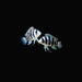 Frontosa Cichlid 1.5inch