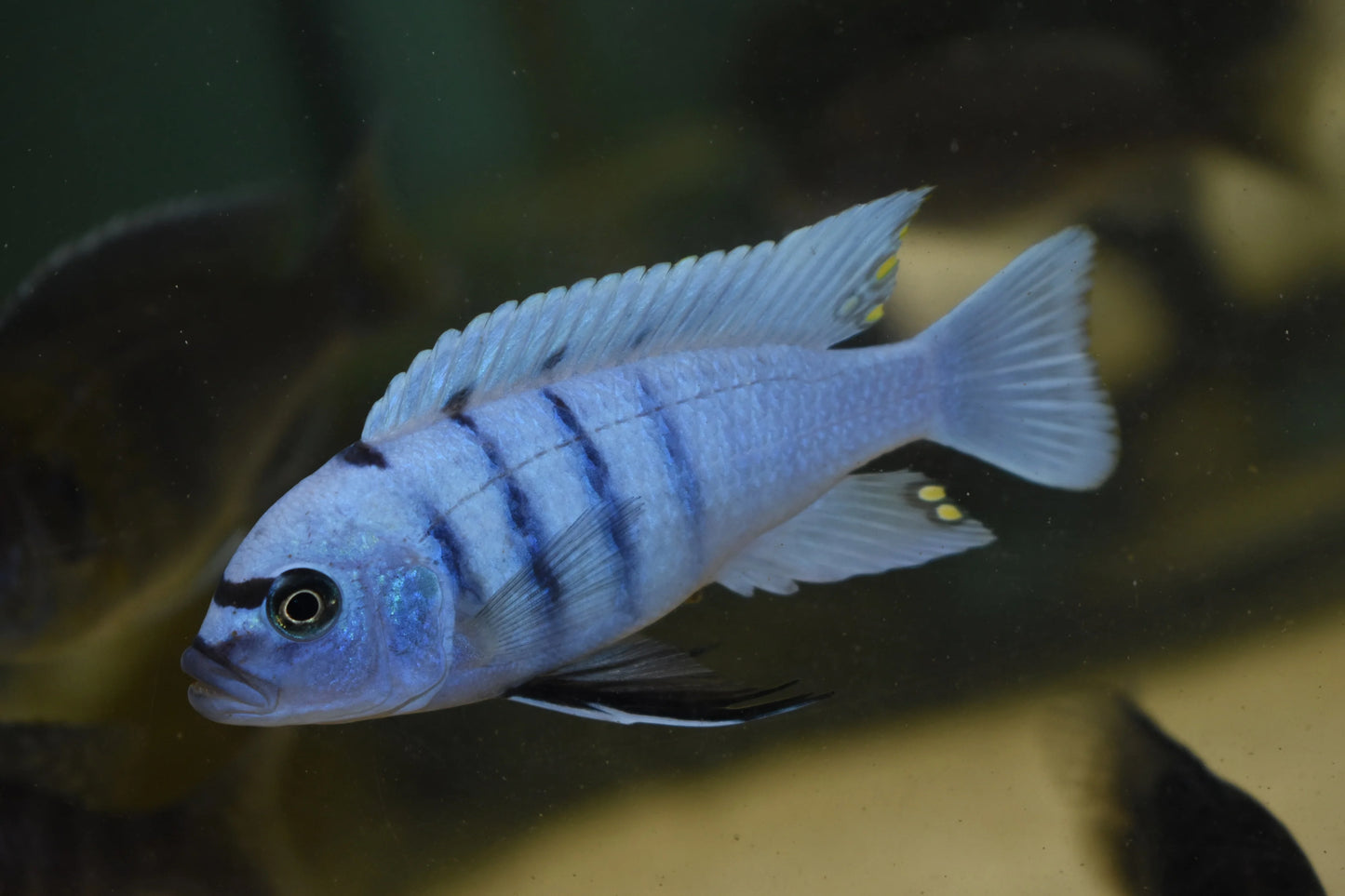 Cynotilapia sp. Hara Gallireya Reef