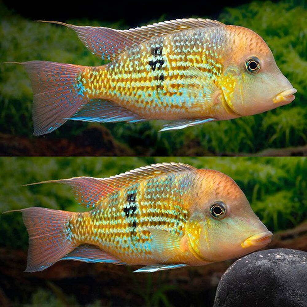 Geophagus alto Sinu (Gold Dust Geo)