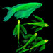 Glow Zebrafish Longfin (Pair)