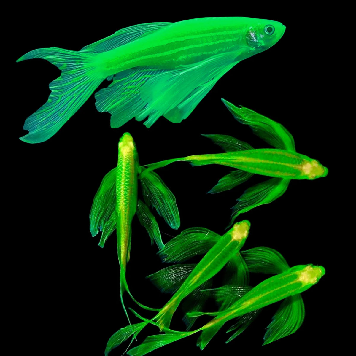 Glow Zebrafish Longfin (Pair)