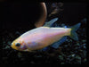 Golden emperor Tetra (Pair)