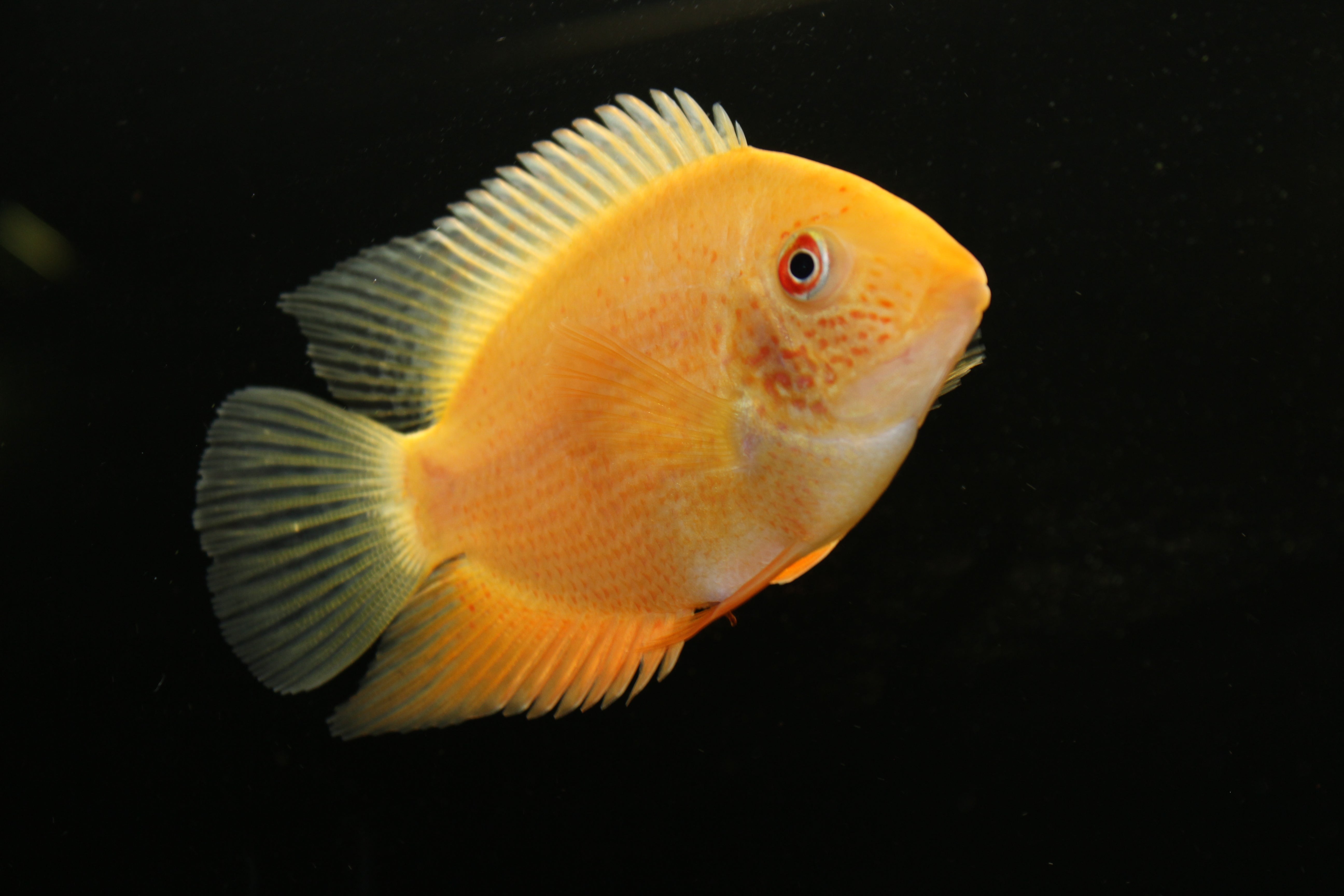 Golden Severum 2.5"