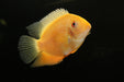 Golden Severum 3.5-4