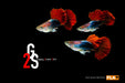 Half Black Red Rose Guppy