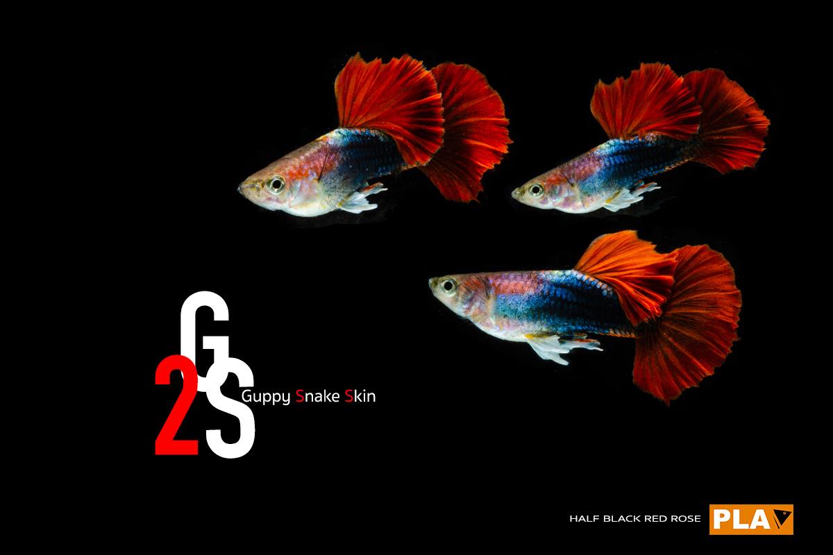 Half Black Red Rose Guppy