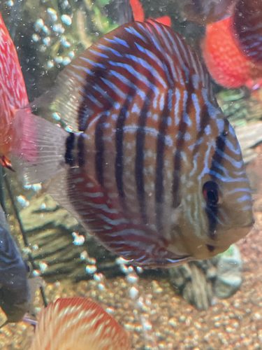 Heckel Turquoise Discus 2.5"