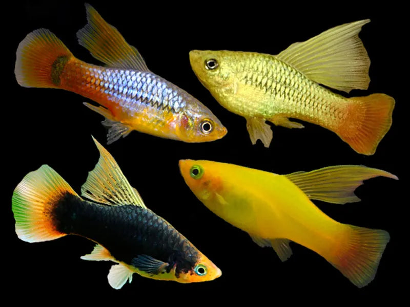 Mix Hi-Fin Platy