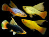 Load image into Gallery viewer, Mix Hi-Fin Platy XL