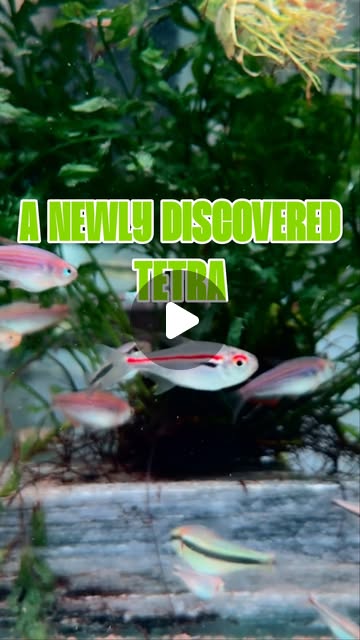 Amapá Tetra — a newly described fish from Brazil