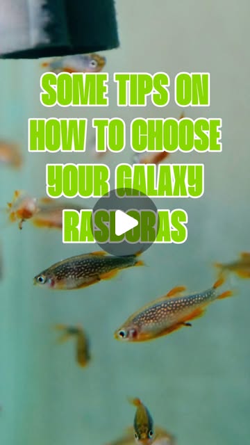 Celestial Pearl Danio — tiny fish, big personality