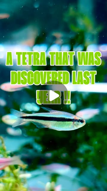 Blue Ribbon Tetra — discovered only last year