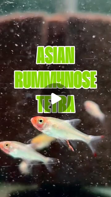 Asian Rummynose Tetra — a schooling splash of colour