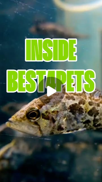 Step inside Best4Pets — where it all comes together
