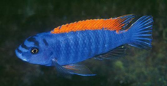 Thumbi West Blue 4inch