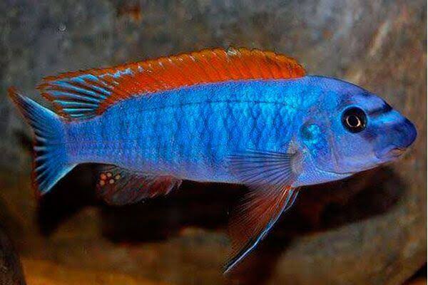 Thumbi West Blue 4inch