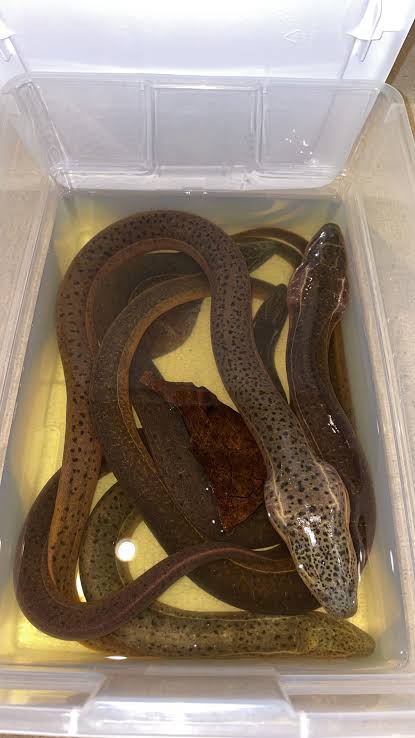 Spotted Mud Eel
