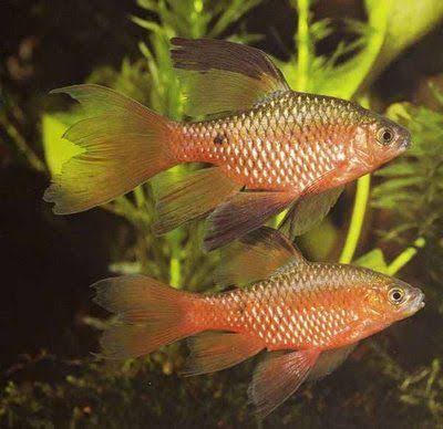 Veil Tail Rosy Barb (Pair)