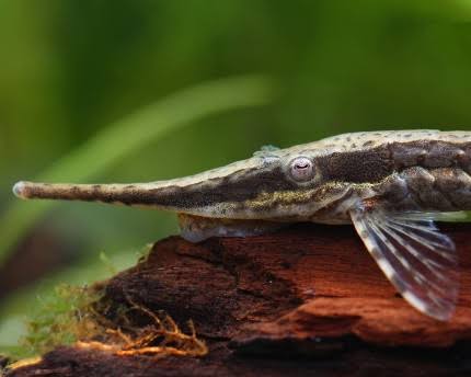 Long Nose Whiptail 5"