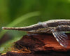 Long Nose Whiptail 5