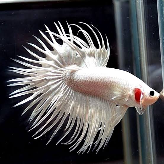 White Crowntail Betta