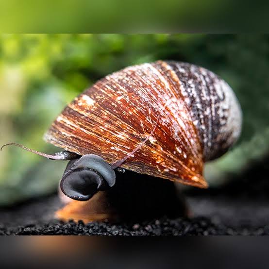 Red Lip Nerite Snail