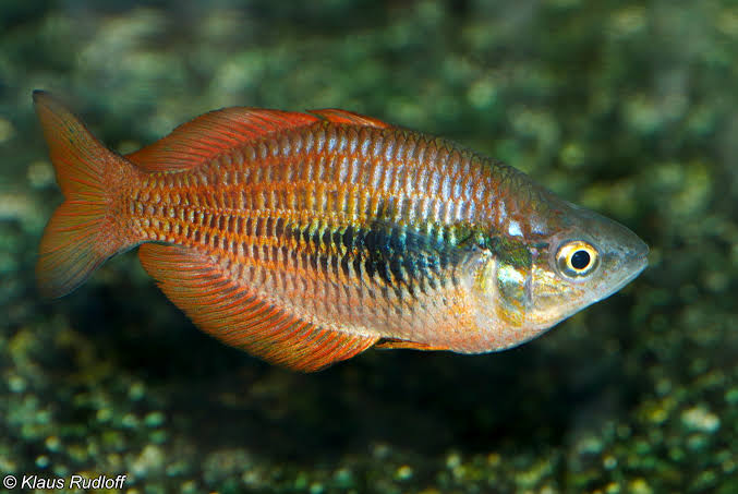 Lake Kurumoi rainbowfish "Wild"