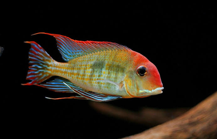 Geophagus Tapajos Red Head 3inch