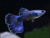 Moscow Blue Guppy (Pair)