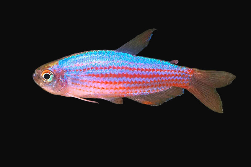 Scratched Inpa Tetra (Pair)