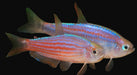 Scratched Inpa Tetra (Pair)