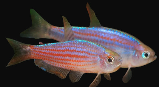 Scratched Inpa Tetra (Pair)