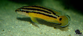 Julidochromis ornatus 