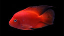 Red King Kong Parrot 4