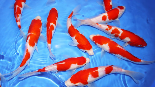 koi