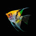 Red Koi Angelfish Small