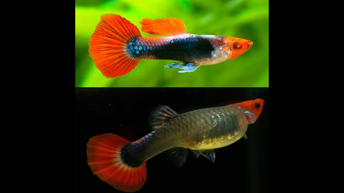 Koi Red Tuxedo Guppy (Pair)