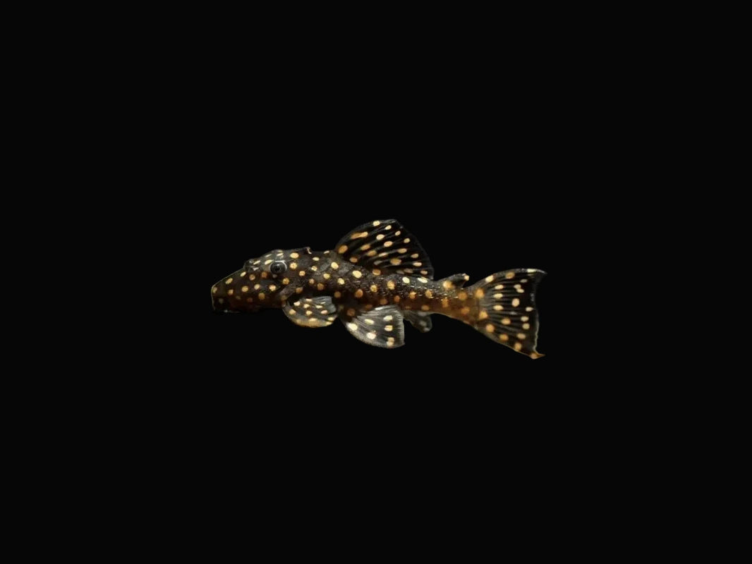 Galaxy Pleco L029 3-4CM