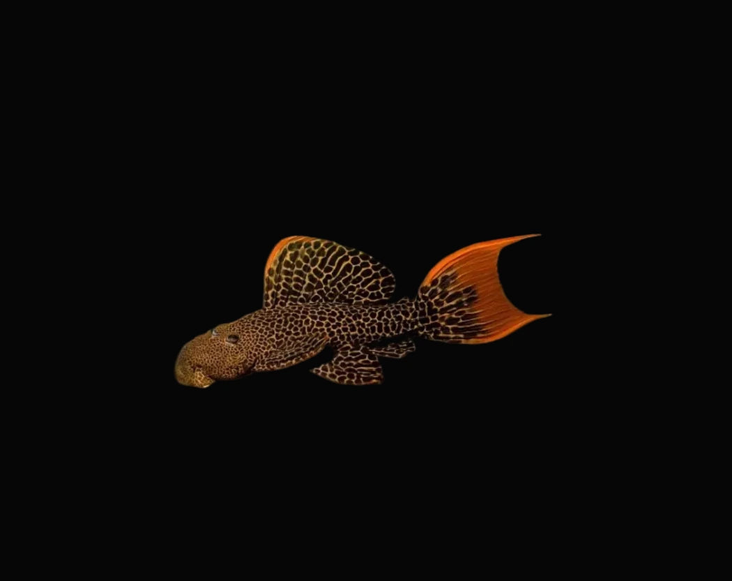 L600 Pleco, Rare L Series pleco